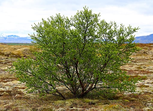Birkikjarr við árgil