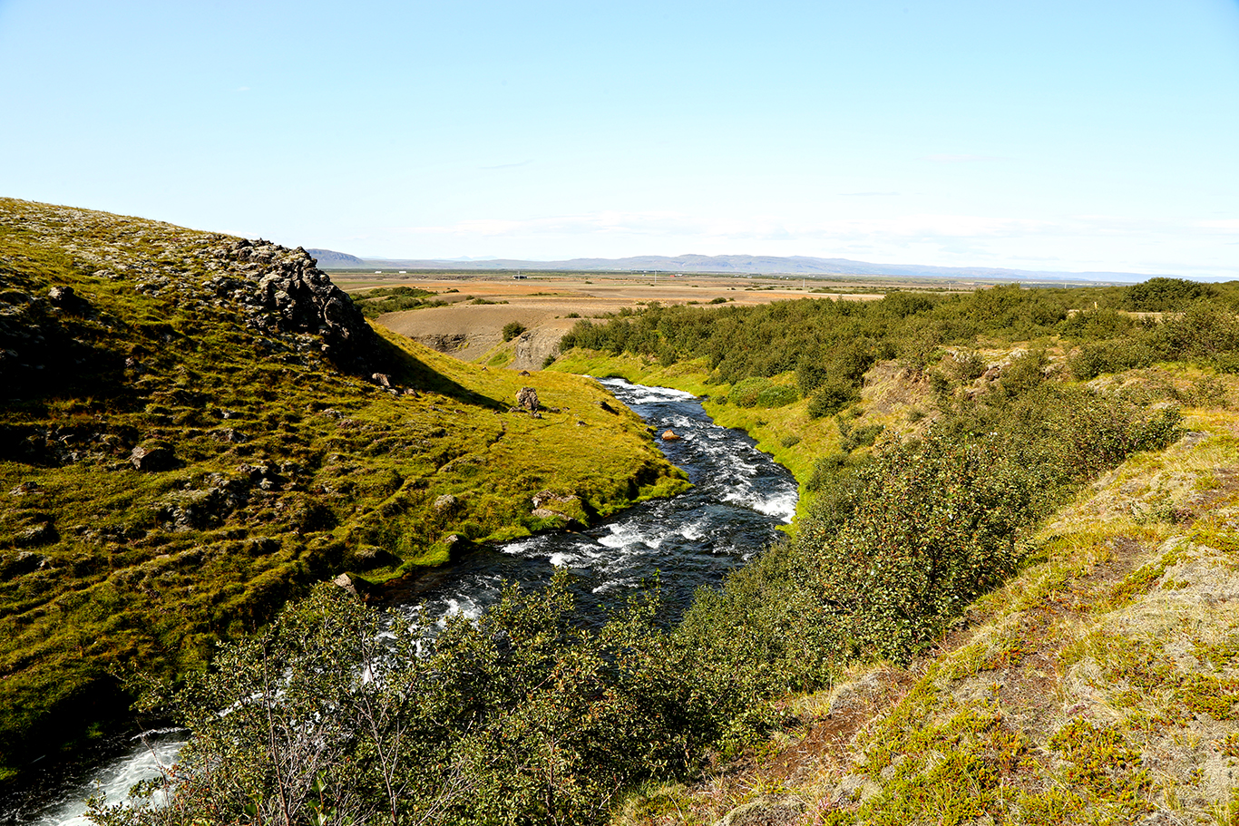 Birkikjarr við árgil