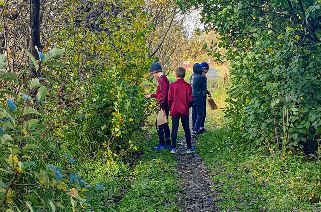 Börn við birkifræsöfnun