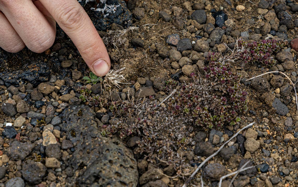Fingur bendir á gróður í hrjóstrugum jarðvegi