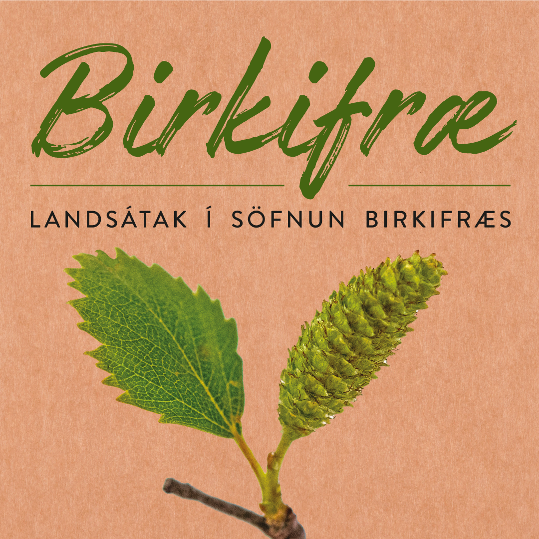 Birkifræsöfnun Birkifræsöfnun