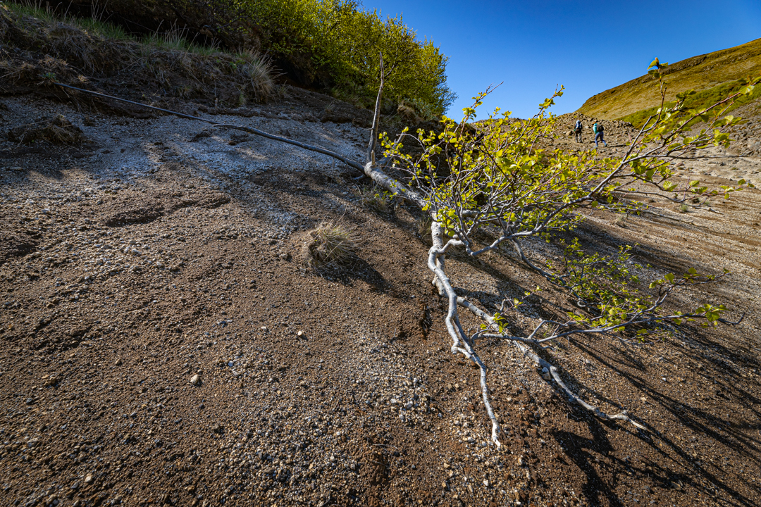Birkitré sem hefur fallið úr skógarjaðri vegna rofs Birkitré sem hefur fallið úr skógarjaðri vegna rofs