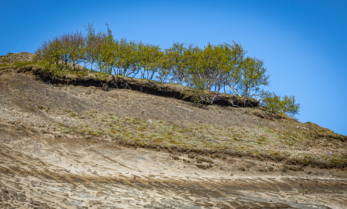 Uppblásin birkitorfa í Áslákstungum Kynning á drögum að reglugerð fyrir sjálfbæra landnýtingu