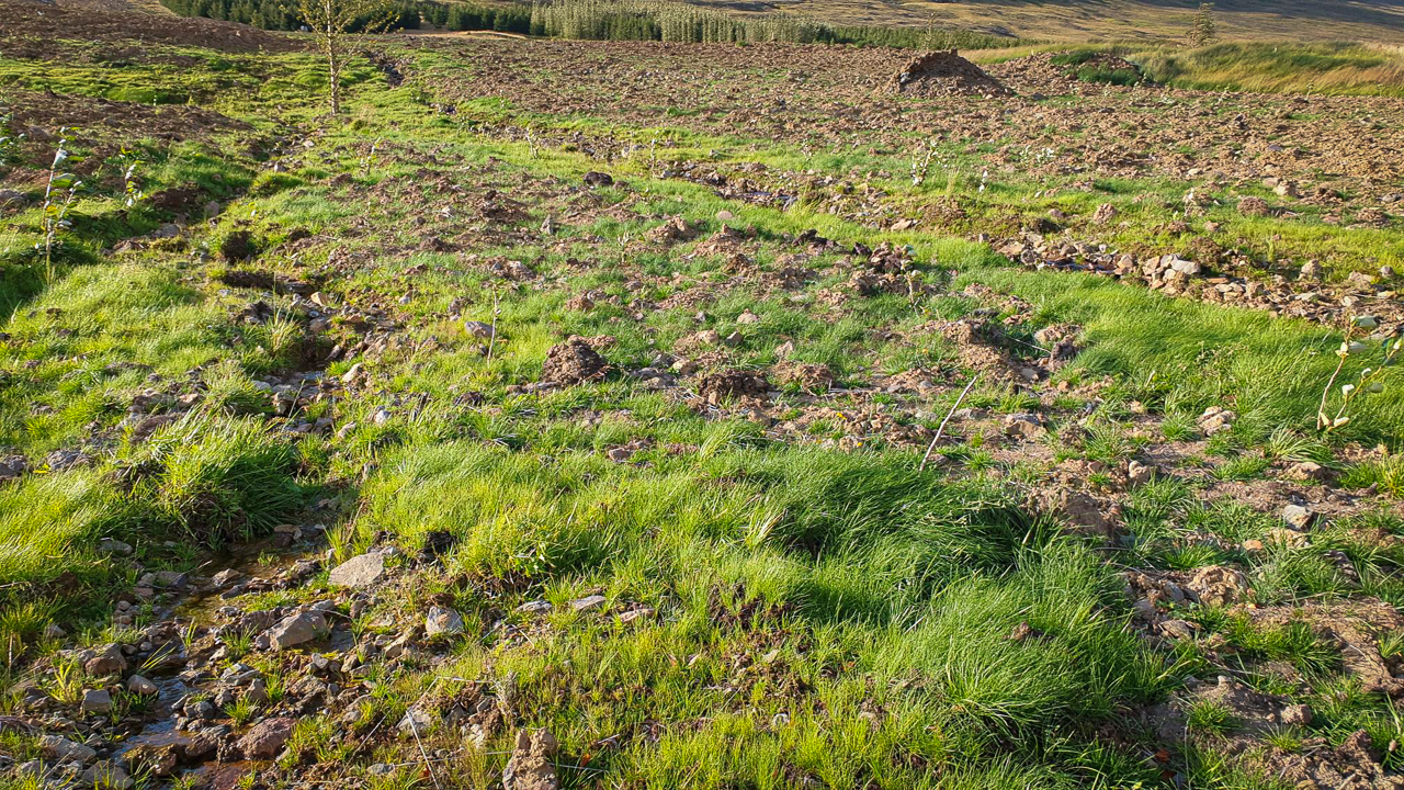 Samanburðarmyndir af vel heppnuðu verkefni sem Kristján B. Garðarsson landeigandi Gilsár II í Eyjafirði vann. Aurskriða féll á vel gróið land og skógrækt í landinu í október 2020. Með styrk úr Landbótasjóði handdreifði Kristján áburði og fræi á svæðið og setti niður græðlinga. Gróður var fljótur að taka við sér og með sama áframhaldi verður ekki langt þangað til gróðurþekja nær að loka skriðunni . Efri myndin er tekin í apríl 2021 en sú neðri í september sama ár.