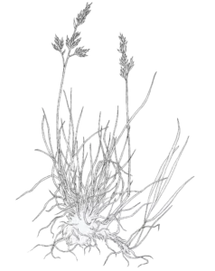 Túnvingull, Festuca richardsonii