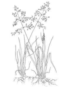 Vallarsveifgras, Poa pratensis