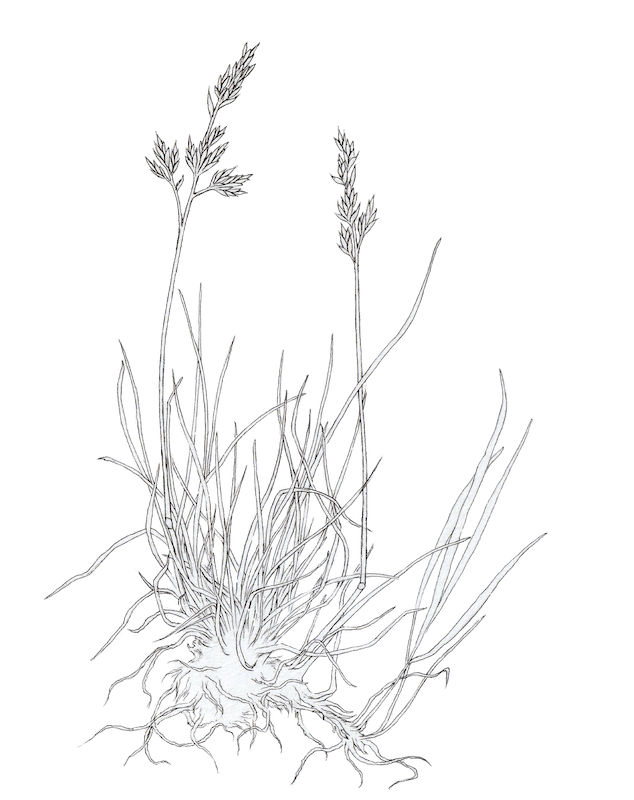 Túnvingull Festuca richardsonii