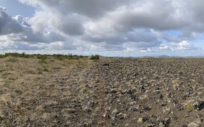 Átakið „Söfnum og sáum birkifræi“ byrjar á ný