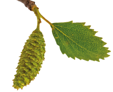 Viðurkenning Jafnvægisvogarinnar