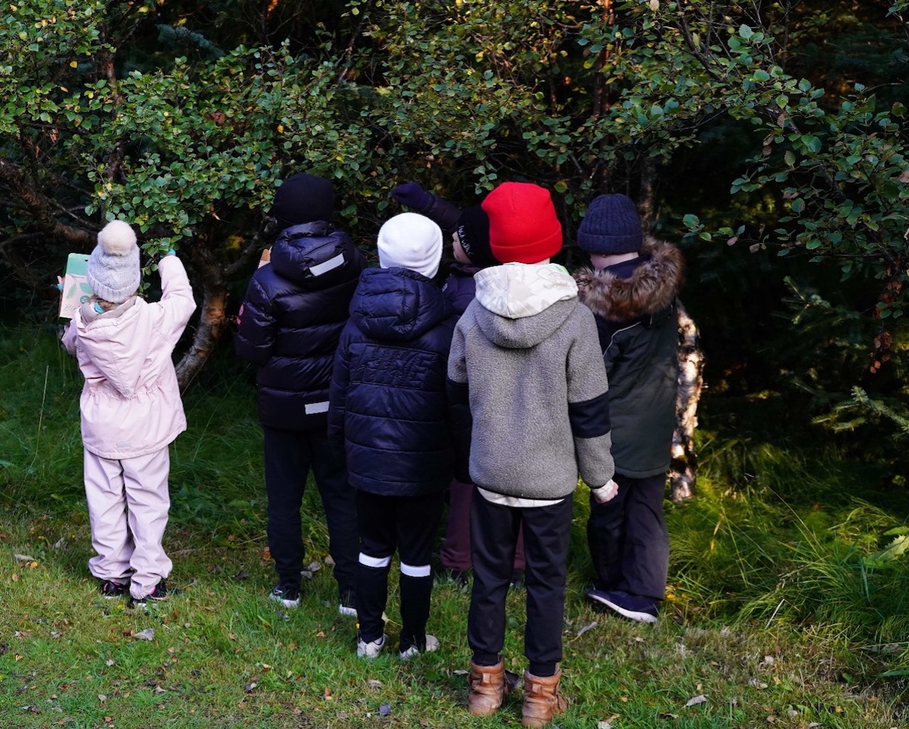 krakkar að tína birkifræ